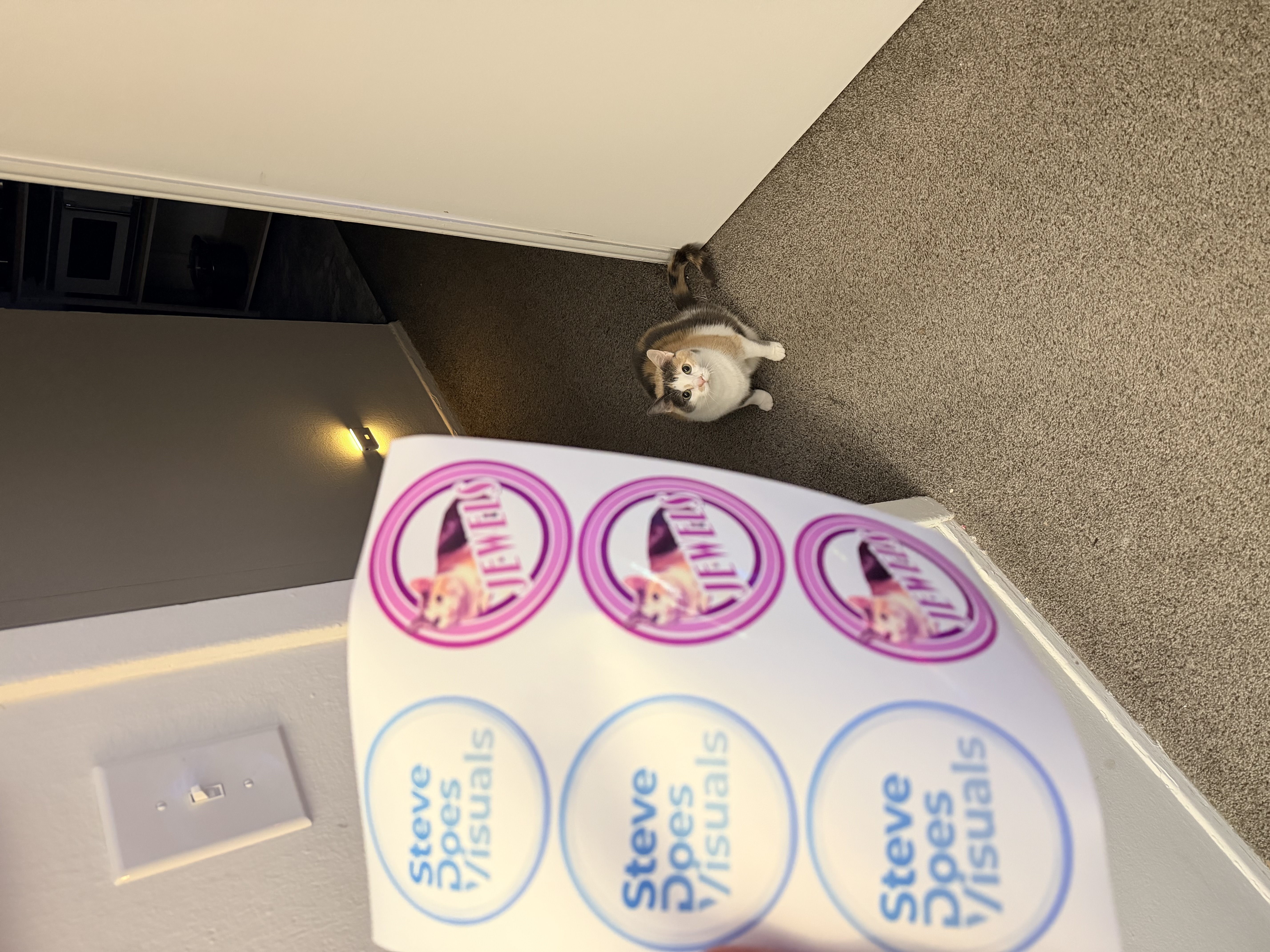 Cat plus stickers